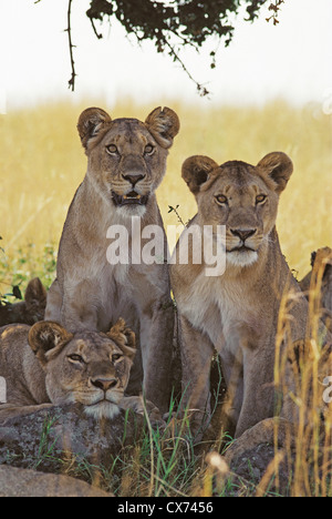 Three alert young lions lionesses on look out for prey in shade of tree Masai Mara National Reserve Kenya Stock Photo