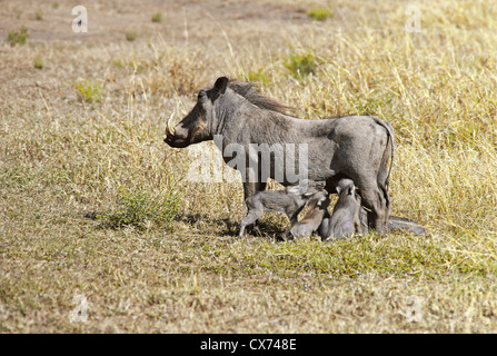 Warthog with three Piglets Suckling Masai Mara National Reserve Kenya Stock Photo
