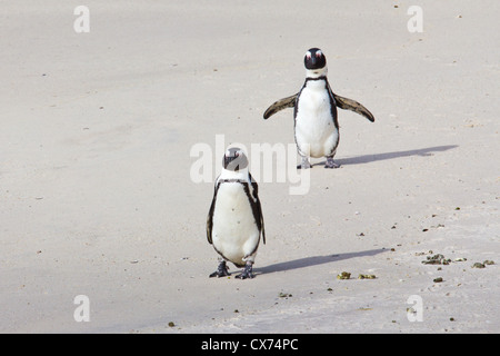 Two African or Jackass penguins walking on sandy beach