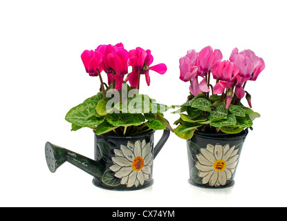 green pots with cyclamen flowers isolated on white Stock Photo