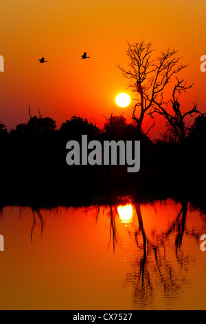 Deep orange African sunset over the Okavango delta, Botswana Stock Photo