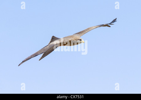 A yellow-billed kite ( milvus parasitus) glides through blue skies, Botswana Stock Photo