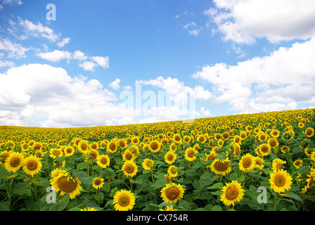 sunflower field over cloudy blue a sky Stock Photo - Alamy