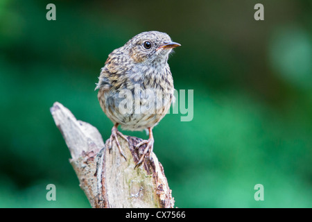 Dunnock (prunella modularis) perching on a tree stump, Essex, England. Also called hedge sparrow) Stock Photo