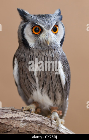 Southern white-faced owl (Ptilopsis granti) perching on a branch (Also called white-faced scops owl) Stock Photo