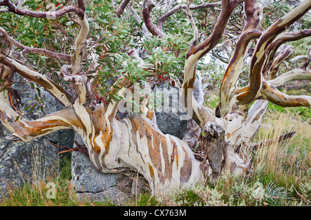 Colourful Snow Gum growing around a rock in the Snowy Mountains. Stock Photo