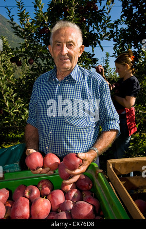 Italy, Lombardy, Valtellina, Tovo Sant'Agata, apple harvest Stock Photo ...