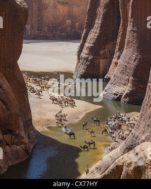 Camels at Waterhole Ennedi Mountains Chad Stock Photo