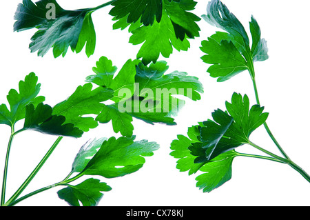 Parsley leave, Perejil Petroselinum hortense Stock Photo