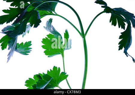 Parsley leave, Perejil Petroselinum hortense Stock Photo