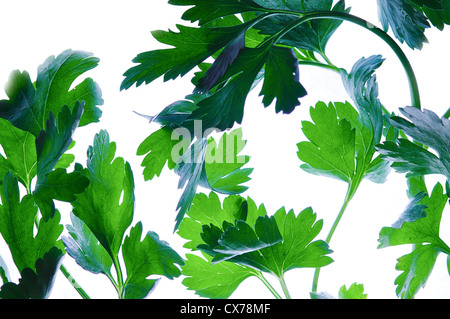 Parsley leave, Perejil Petroselinum hortense Stock Photo