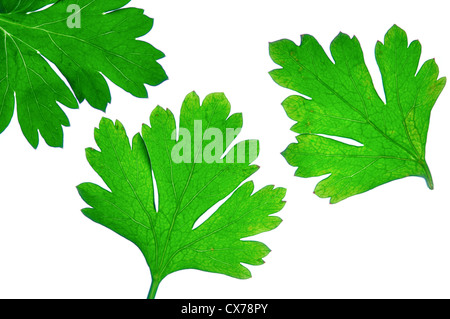 Parsley leave, Perejil Petroselinum hortense Stock Photo