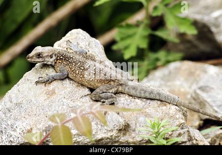 A lizard is sunning itself on a rock along the trail of lower Tsum Valley, Nepal Stock Photo