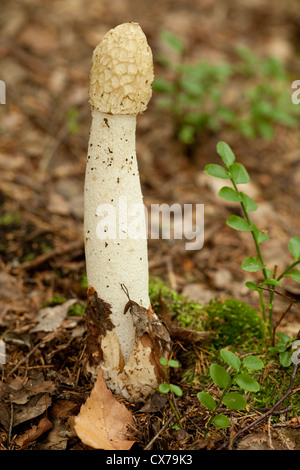 white stinkhorn (Phallus impudicus)on blurred background Stock Photo