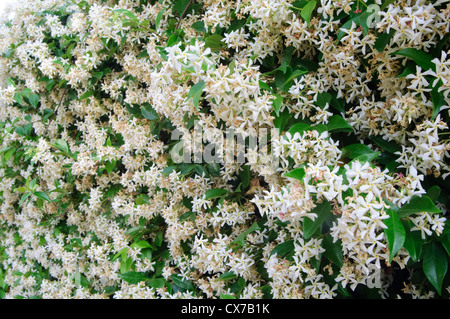 Star jasmine, flowering plant climbing up building on Corso Garibaldi,  Chiesa di Santa Lucia in distance, in Arzachena, Sardinia, Italy Stock  Photo - Alamy