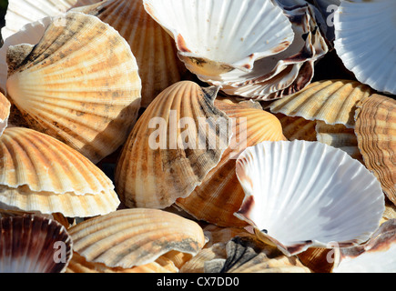 scallop shells Stock Photo