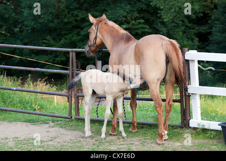 Mare and her foal in meadow Stock Photo