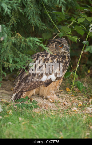 Eurasian Eagle-Owl (Bubo bubo) Stock Photo