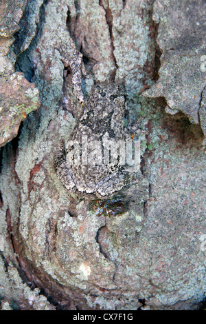 Common Gray Tree Frog Hyla versicolor camouflaged on bark of Shagbark HIckory Carya ovata E USA Stock Photo