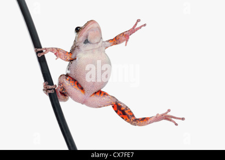 Frog Dancing In The Rain On A Pole; Alberta, Canada Stock Photo