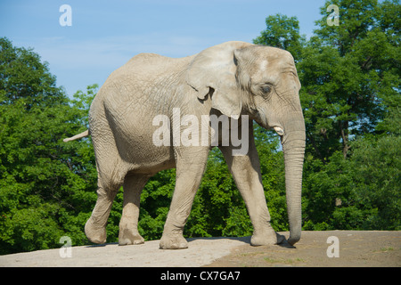 This is an image of an African elephant at the Toronto Zoo Stock Photo