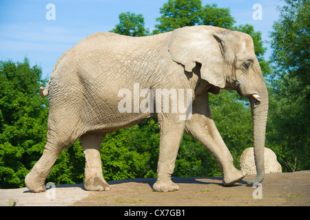 This is an image of an African elephant at the Toronto Zoo Stock Photo