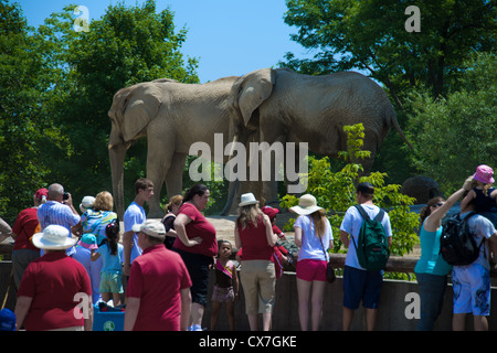 This is an image of African elephants at the Toronto Zoo Stock Photo