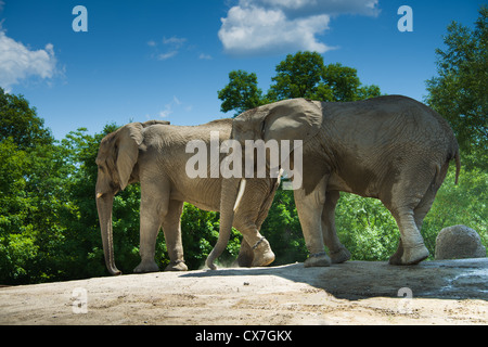 This is an image of African elephants at the Toronto Zoo Stock Photo