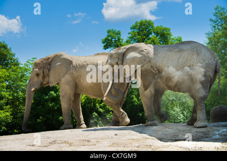 This is an image of African elephants at the Toronto Zoo Stock Photo