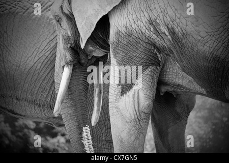 This is an image of African elephants at the Toronto Zoo Stock Photo