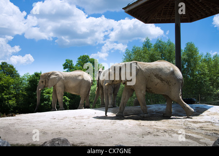 This is an image of African elephants at the Toronto Zoo Stock Photo