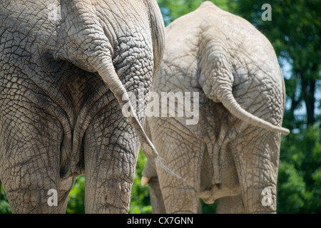 This is an image of African elephants tails at the Toronto Zoo Stock Photo