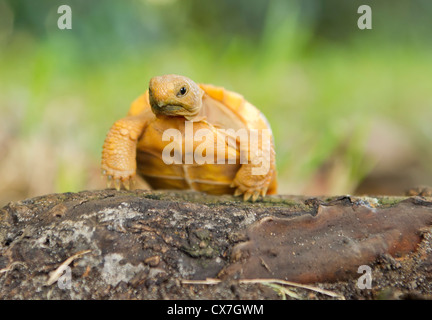 baby gopher tortoise foraging Stock Photo