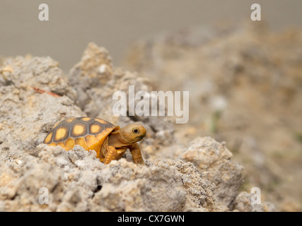 baby gopher tortoise foraging Stock Photo