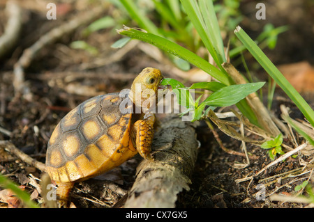 baby gopher tortoise eating grass Stock Photo