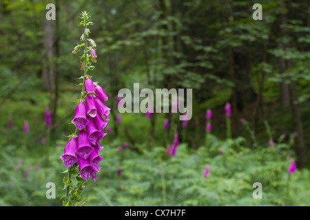 Foxgloves in a woodland clearing Stock Photo