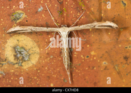 Common Plume Moth (Emmelina monodactyla) resting on a flower pot Stock Photo