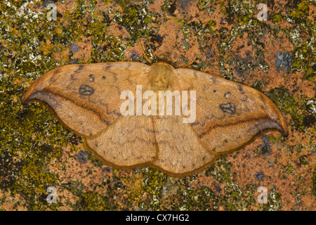 Pebble Hook-tip (Drepana falcataria) Stock Photo