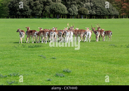 Holkham Hall, Norfolk, England, UK Stock Photo