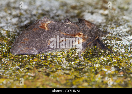 Iron Prominent (Notodonta dromedarius) moth Stock Photo