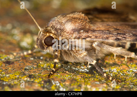 Copper Underwing (Amphipyra pyramidea) moth