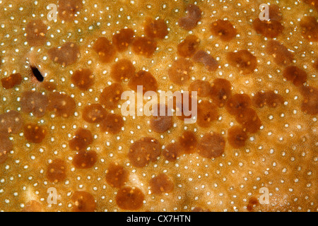 Acoel Flatworms, Waminoa sp, living on a hard coral. Stock Photo