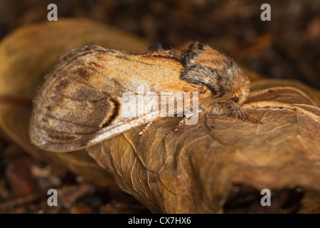 Pebble Prominent (Notodonta ziczac) moth Stock Photo