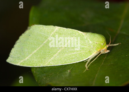 Scarce Silver-lines (Bena bicolorana) moth Stock Photo