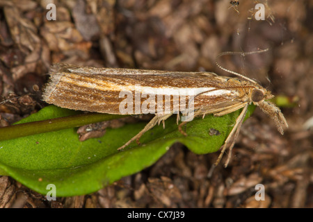 Agriphila tristella moth Stock Photo