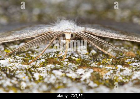 Common Wave (Cabera exanthemata) Stock Photo