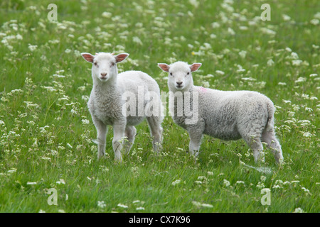 Two Baby Lambs in flower meadow Shetland, UK MA002479 Stock Photo