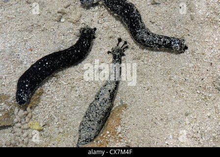 Black sea cucumbers, Holothuria atra, feeding in coarse sand covering a reef flat. Stock Photo
