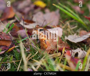 common frog or european brown frog perfectly camouflated between the autumn leaves Stock Photo