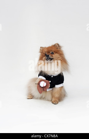 A Pomeranian dressed in a baseball costume with a baseball glove and ball Stock Photo